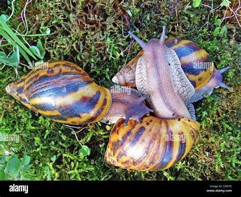  Achatina! Uma Caracol Gigante Que Se Alimenta de Vegetação e Deixa um Rastro Brilhante