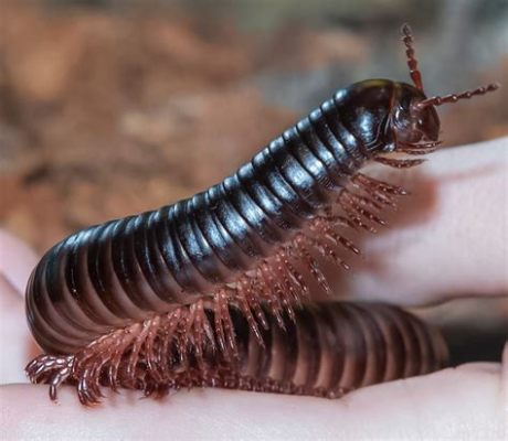  Brandt's Millipede: This Curiously Armored Creature With Countless Legs Prefers Damp Delights Over Dry Deserts!