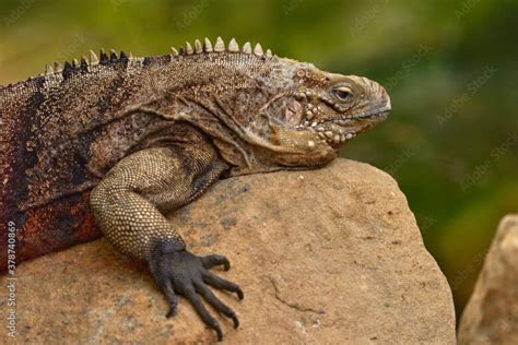  Iguana! Descubra o Mundo Fascinante de um Reptil que Parece Ter Sido Moldado em Pedra