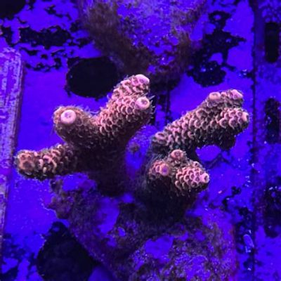 Millepora! Uma Colônia Animal de Células Urticantes que Se Atraem por uma Variação Harmônica de Cor