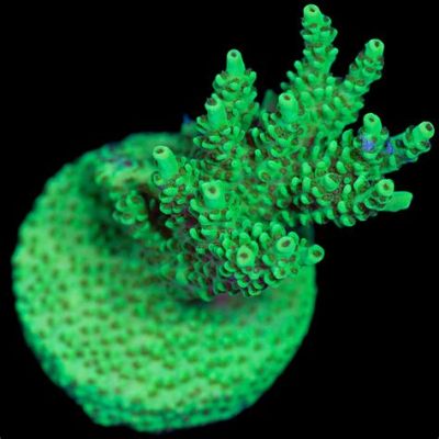  Millepora! Uma Colônia Coralina Vivamente Colorida que Faz um Chá Tóxico de Proteção