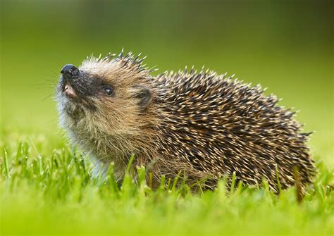  Ouriço! Descubra o Fascinante Mundo de um Pequeno Mamífero Revestido de Espinhos