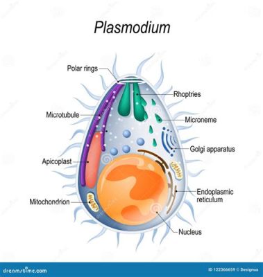  Plasmodium: Um Parasita Intrigante Que Faz Seu Lar Dentro de Nós