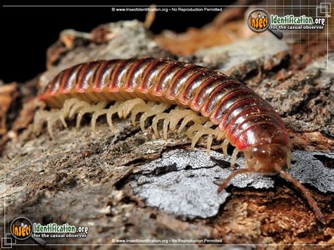  Trachelipus Rutilans: Um Diplopode de Ouro Que Se Encontra em Lugares Úmidos e Escuros!