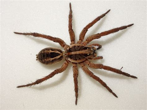  Wolf Spider: Uma Criatura Fascinante de Oito Patas com um Talento Inusitado para a Caça!