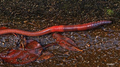  Worms! A Closer Look at these Enigmatic Creatures that Crawl and Squirm