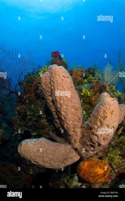  Agelas! Uma Esponja Despretensiosa Que Se Atraca nos Recifes de Coral e Alimenta-se de Bactérias Microscópicas