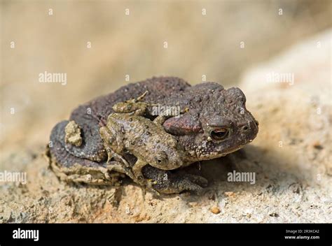  Bufo! Um Sapo de Aparência Singular com um Talento Inusitado para o Camuflagem