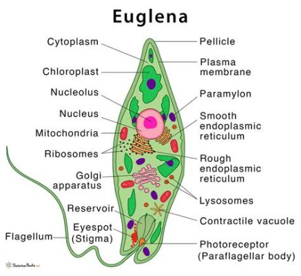  Euglena: Uma Célula Única que Faz Fotossíntese e Engole Outros Organismos para Sobreviver!