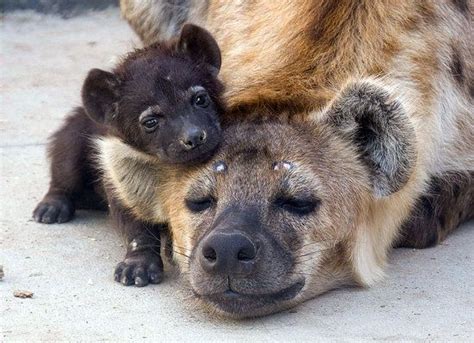  Fossa! Desvende o Mistério da Pequena Hiena de Madagascar