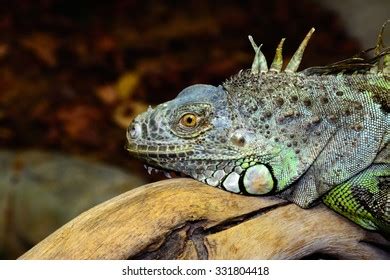  Iguana: Descubra o fascínio dos lagartos arborícolas com escamas vibrantes e uma personalidade surpreendente!