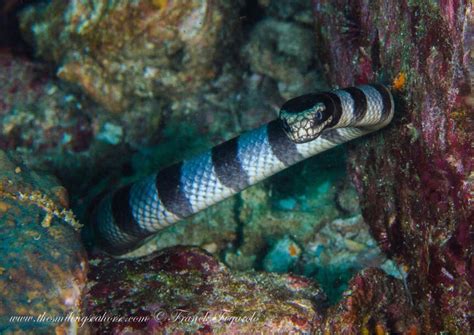  Leptogorgia! Descubra o Fascinante Coral-Pluma que Se Mova Como uma Serpente Marinha