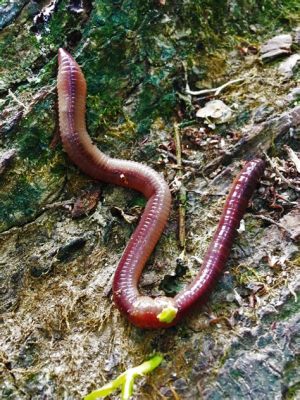  Lumbricus! Descubra o Segredo de um Verme Que Vive na Profundidade do Oceano