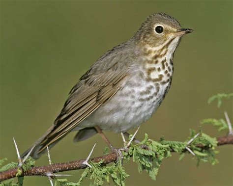  Nival Thrush! Uma ave de montanha resiliente que desafia as condições climáticas mais extremas