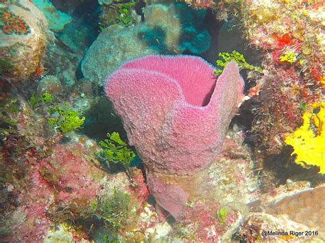  Purple Vase Sponge: An Underwater Marvel That Thrives on Currents and Filters Microscopic Meals