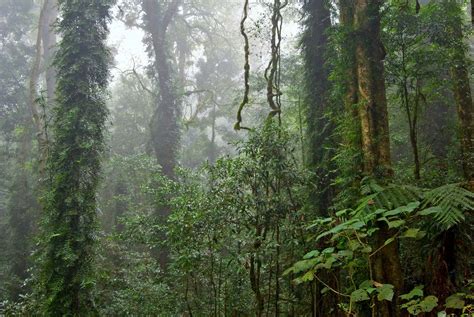  Sinoperta: Uma Lenta Viagem Através da Floresta Tropical e Seus Secretos Escondidos!