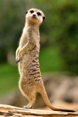  Suricate! Um Animal de Companhia Incrível Que Também é um Guardião Fiel da Colônia