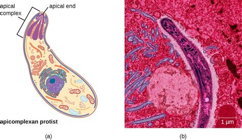  Xenosporidium! Descubra o Parasita Unicelular Que Se Abriga em Insetos e Causa Confusão na Classificação