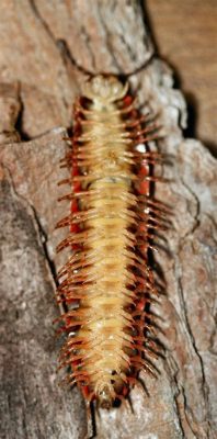  Yangiidae! Descubra o Mundo Escondido dos Milípés com Pernas Curtas e Corpos Curvos