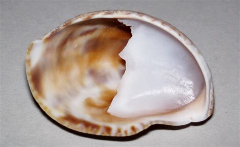  Yellow Slipper Snail:  Discover this Unassuming Mollusc With a Surprisingly Interesting Life!