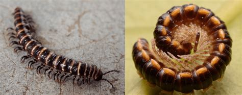  Zigmilsk Millipedes: Are You Ready To Explore These Curious Crawlers?